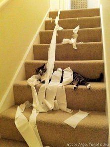 Co  te  koty  mają  do  papieru  toaletowego ,  mój Kajtuś  stale  to  robi , muszę  usuwać ,  papier  i  ręczniki z  zasięgu  jego  wzroku  :D