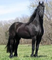 Fryzyjski jest boski