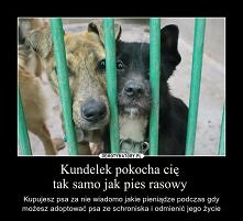 A Wy dziewczyny? Kundelek czy Rasowy?