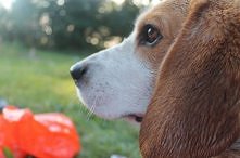 Ozi na łonie natury