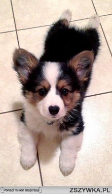 Wiecie może jaka to rasa?