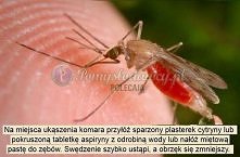 SKUTECZNY SPOSÓB NA UKĄSZEN...