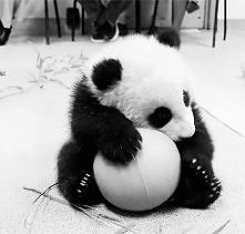 Panda, gif. ♥