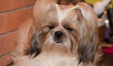Moja suczka shih tzu;)