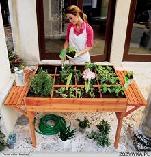 domowy ogród ziół