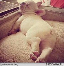 Kiedyś takiego słodziaka bę...