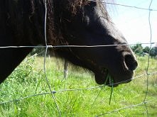 kucyk
zapraszamy na bloga: magda-iza.blogspot.com