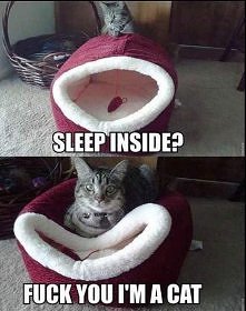 ...kot jest kotem :D