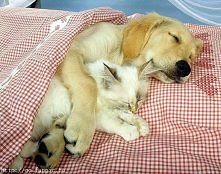 Jak  pies  z  kotem  :))