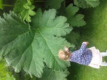 kilka zdj z mojego pobytu w Irlandii (07.2014)
 Botanic Garden