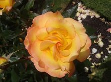 kilka zdj z mojego pobytu w...