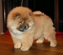 Chow Chow <3