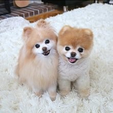 Wiecie może co to za rasa psów?