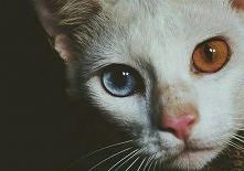 Różnobarwność tęczówek <3