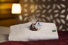 Wedding at the hotel - Wese...