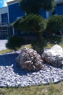 kompozycja z drzewem bonsai