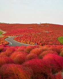 Hitachi Seaside Park, Japan.