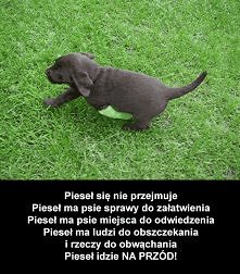 Biedny piesek . (;-;)