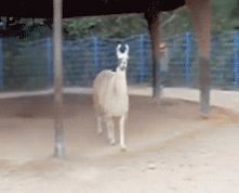 lama focha strzelila