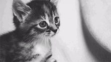 miau...<3