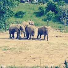 Kochaaam ZOO! słonie, żyraf...