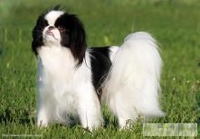 Ktoś go ma bo mój ,,Pompon&...