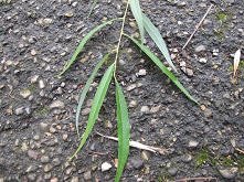 użycie różnych drzew w survivalu (ANGIELSKI)