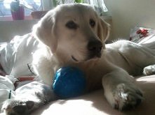 Cheetos - Golden Retriever