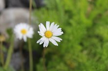 Stokrotka rosla polna...