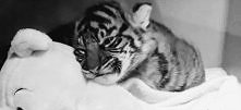 Meow :3 gif.