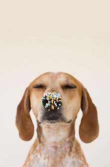 słodki piesek <3 <3 &...