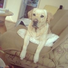 #dog #SABA #MY #LOVE 