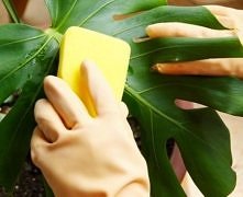 Jak prawidłowo myć rośliny doniczkowe? 

Kliknij w zdjęcie.