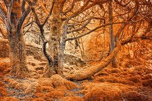 Killarney Park, Ireland