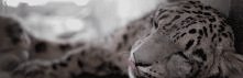 Meow :3 gif.