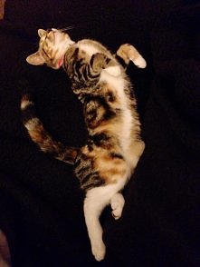 moja baletnica :) Pixi