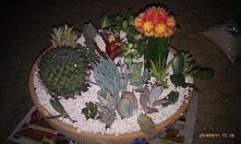 Własnoręcznie robiony domowy skalniak w doniczce mrozoodpornej