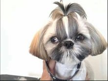 shih tzu po strzyżeniu. piękna mordka