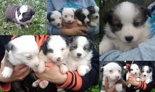 oddam psiaczki w dobre ręce...