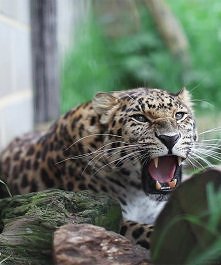 Meow :3 gif.
