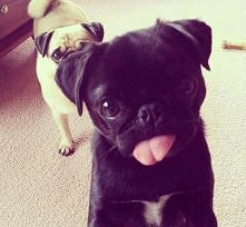 #Jestem słodziaczek Aaawrrr!