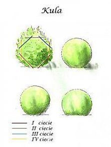 jak uformować kulę z krzewów