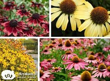 zapraszamy na blog wKrzakach.pl