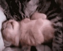 miau