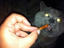 Wasylek mojej koleżanki. Podrapał mnie, ugryzł i nasyczał!!!