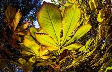 Kalendarz ogrodnika – listopad