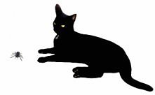 Black Cat gif
