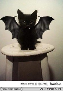 Zamemłam Was wszystkich