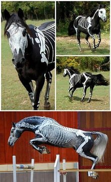 Halloweenowe konie! :D