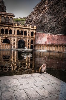 Światynia małp w Indiach
On...